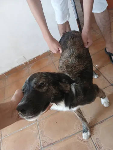 Cachorro pra doação 