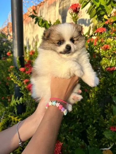 Spitz alemão/ lulu da Pomerânia