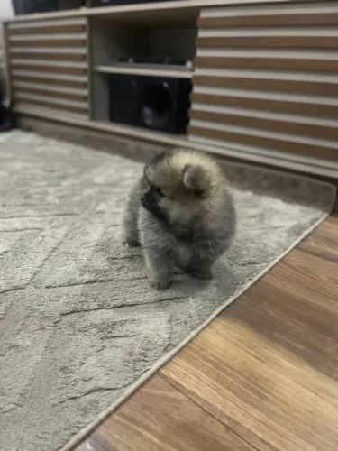 Lulu da Pomerânia
