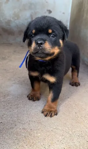 Rottweiler-Com pedigree e certificado de origem