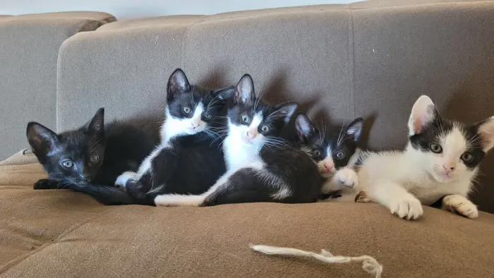 Gatinhos