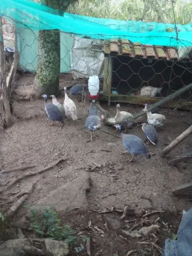 Vende angolas chocolare pampas carijo