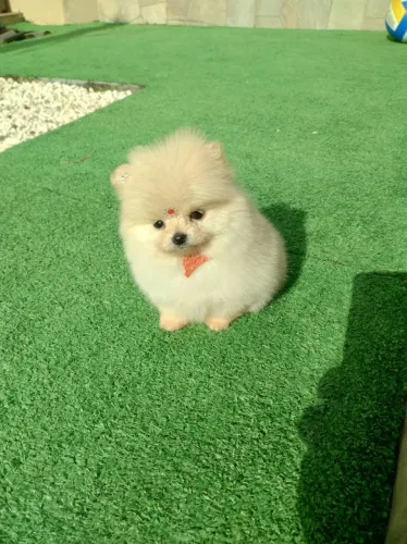 Lulu da pomerania fêmea