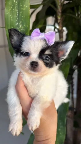 Chihuahua fêmea pirata de preto. Marcação Irresistível 