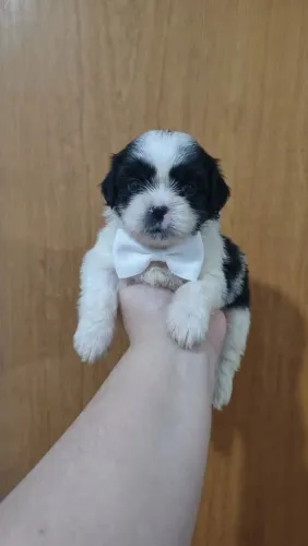 Filhote de Shih Tzu macho 
