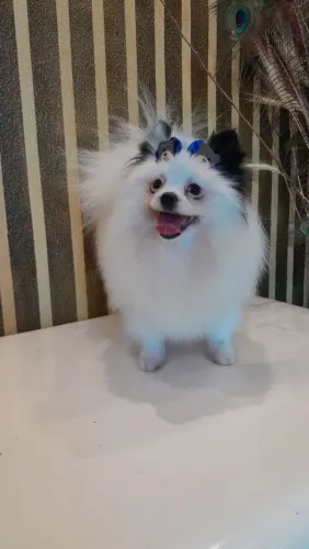 Vende se cachorra de estimação 