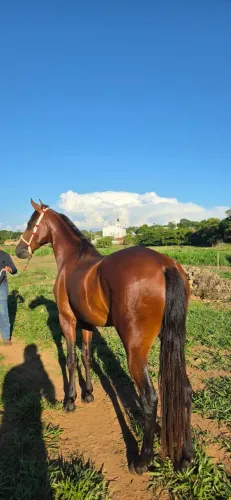 Potro Mangalarga Marchador Pronto