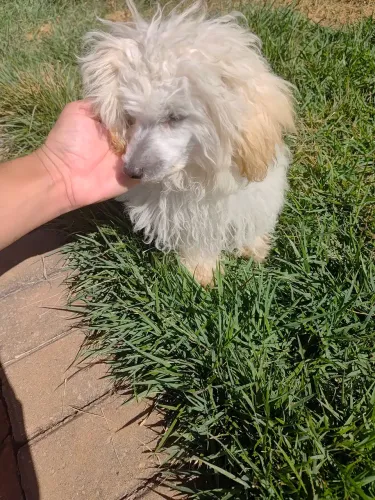 Poodle toy 
