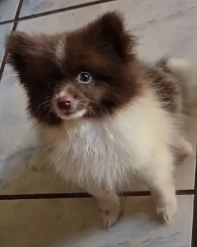 Spitz alemão macho