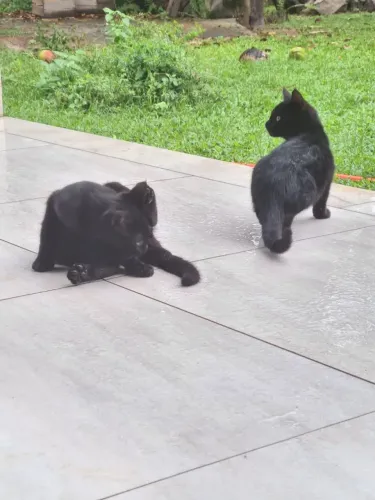 Doação de gatinhos filhotes