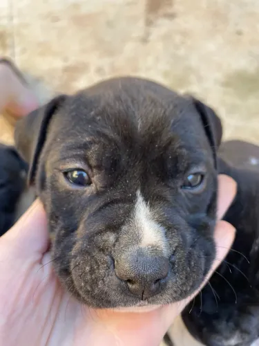 Filhote Pitbull APBT