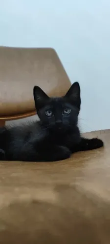 Gato adoção responsável 