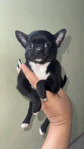 Chihuahua lindo cabeça de maçã 