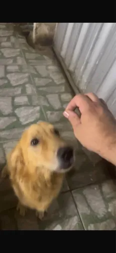 Cadela Golden retriver com 1 ano 