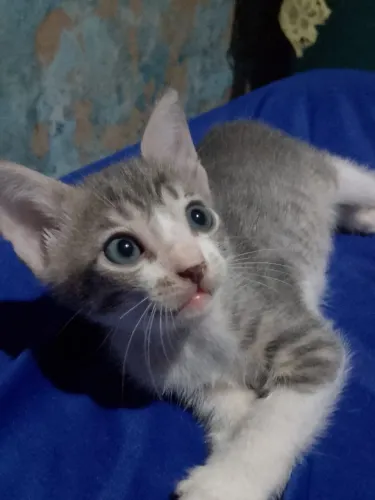 Quero doar essa linda gatinha 