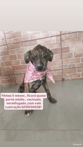 Filhote fêmea