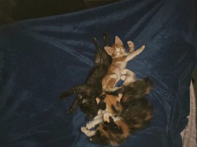 Gatos