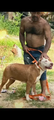 Doa se uma fêmea de Pitbull 
