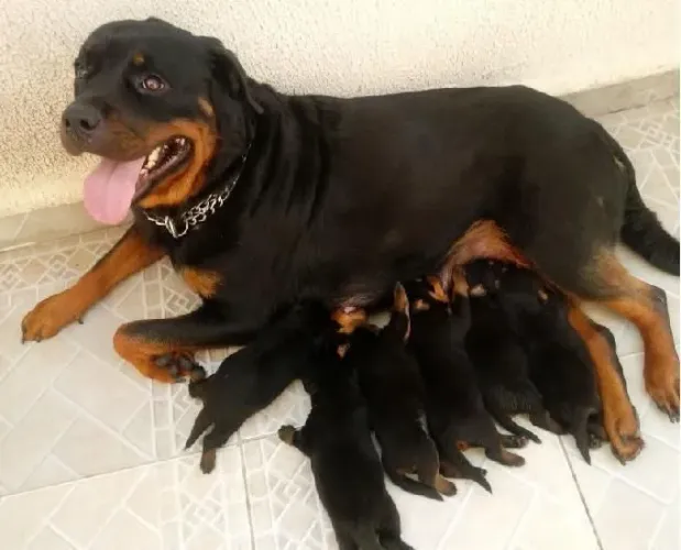 Vende filhotes de rottweiler 