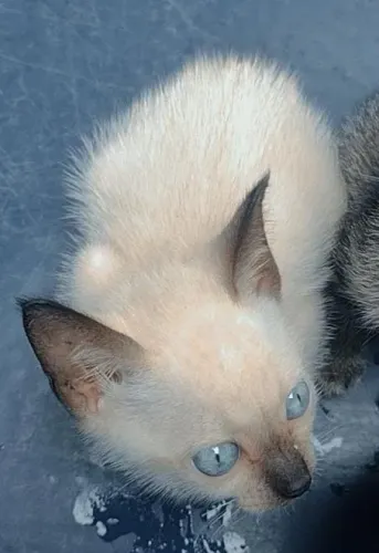 Doação de 3 gatinhos