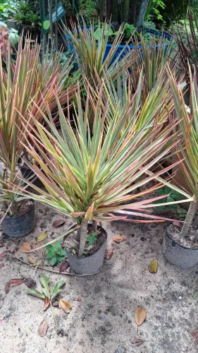 MUDAS ORNAMENTAIS: DRACENA