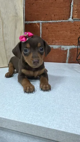 Linguicinha linda