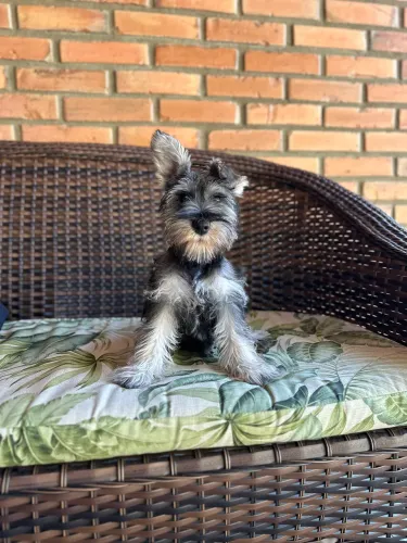 Filhote de Schnauzer Miniatura