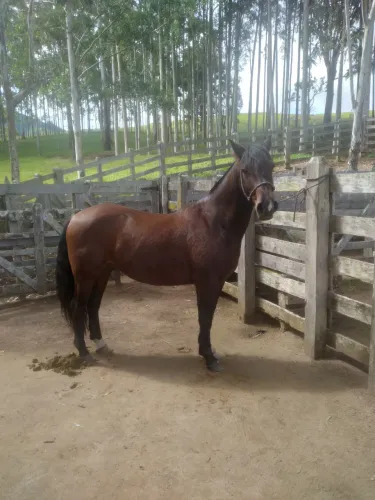 Cavalo Crioulo Registrado, Cavalo de Patrão 