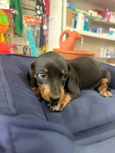 Basset Exóticos tekel macho e femea