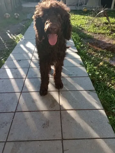 Poodle Standard chocolate filhotão