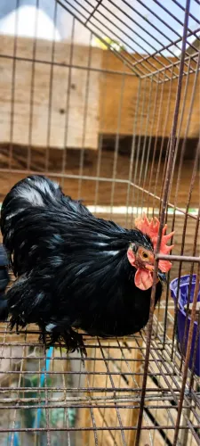 GALO MINI COCHIN BLACK - LINDO E DISPONÍVEL PARA VENDA
