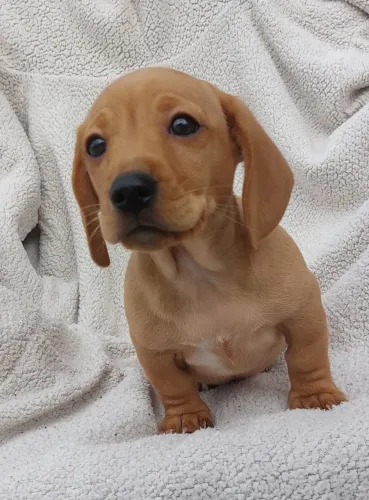Daschund miniatura 