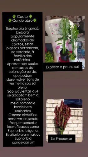 Plantas Cacto Candelabro 