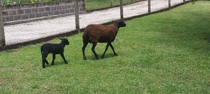 Ovelha com filhote