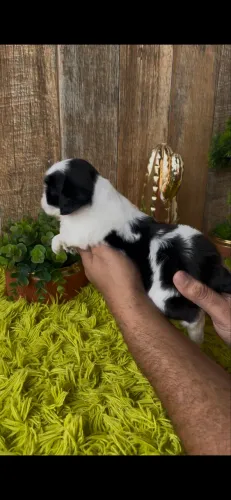 ShihTzu macho