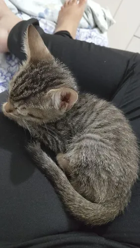 Doando gato com assessórios que ele precisa