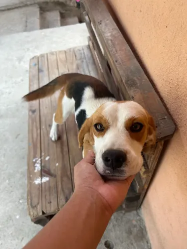 Beagle macho