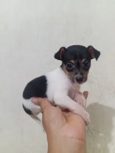 Pinscher zero fêmea 2 mês