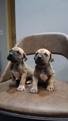 Vende-se Filhote de Fila Brasileiro
