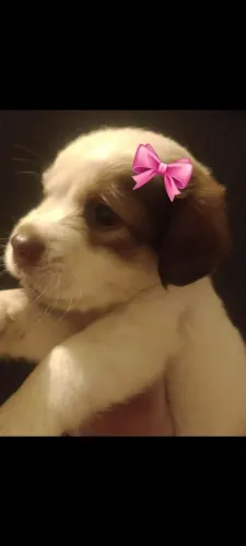 Linda filhote miniatura de poodle com maltês