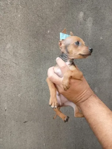 Pinscher Zero comendo ração
