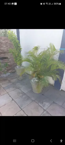 Vaso concreto GRANDE já plantado Grande também