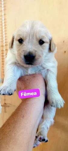 Goldem Retriever 