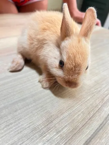 Mini coelho Netherland Dwarf