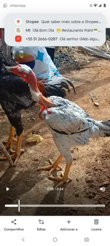 Vendo um galo de grande qualidade índio gigante com 2 frangas índia gigante