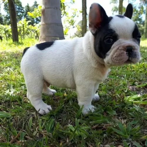 Bulldog frances carinhoso