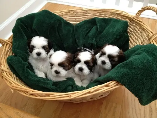 Shih tzu bem cuidado
