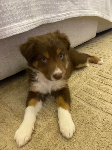 Boder collie