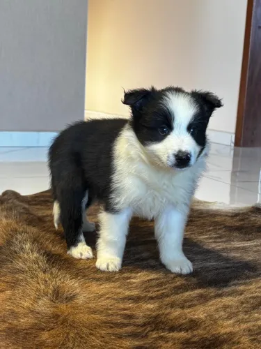 Filhote Boder collie macho