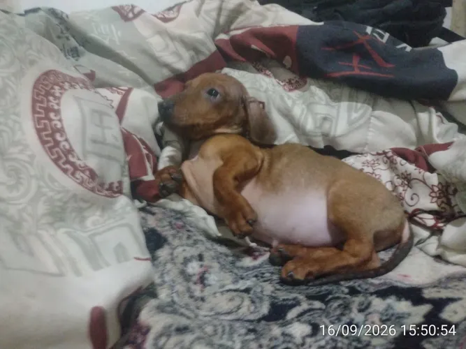 Filhote Dachshund pedigree